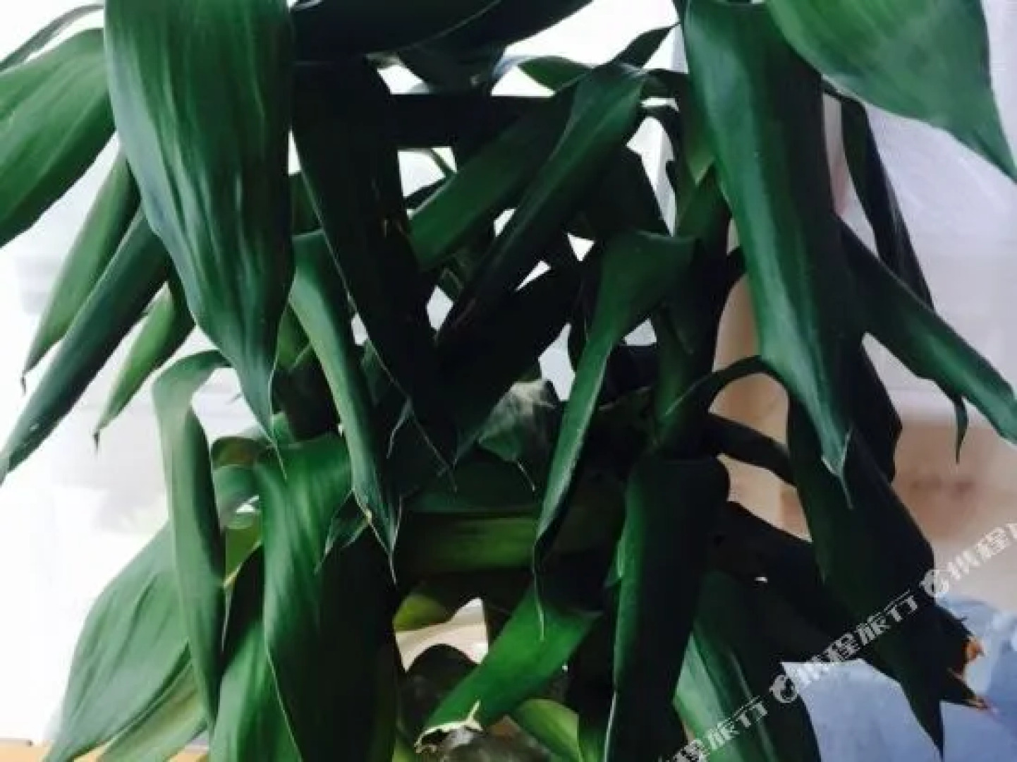 Xi'an Huashijian Hostel