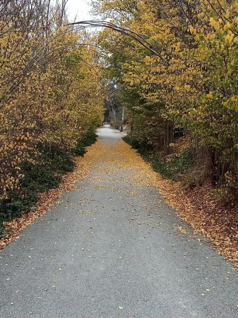 Riesling Trail and Clare Valley Cottages