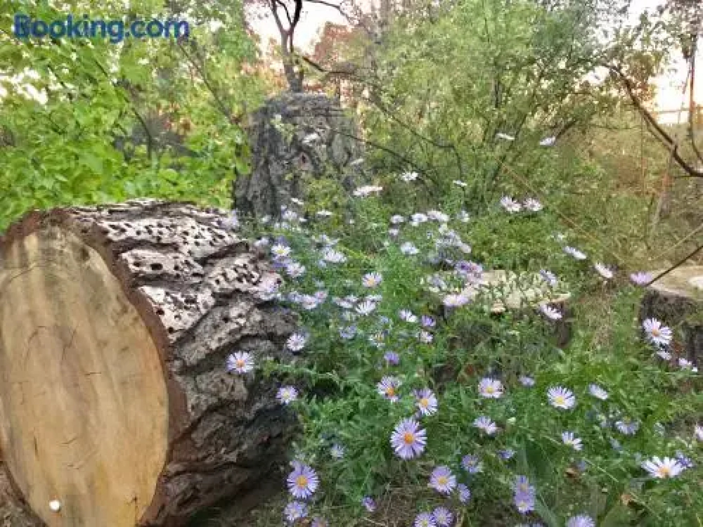 Sierra Mountain Lodge