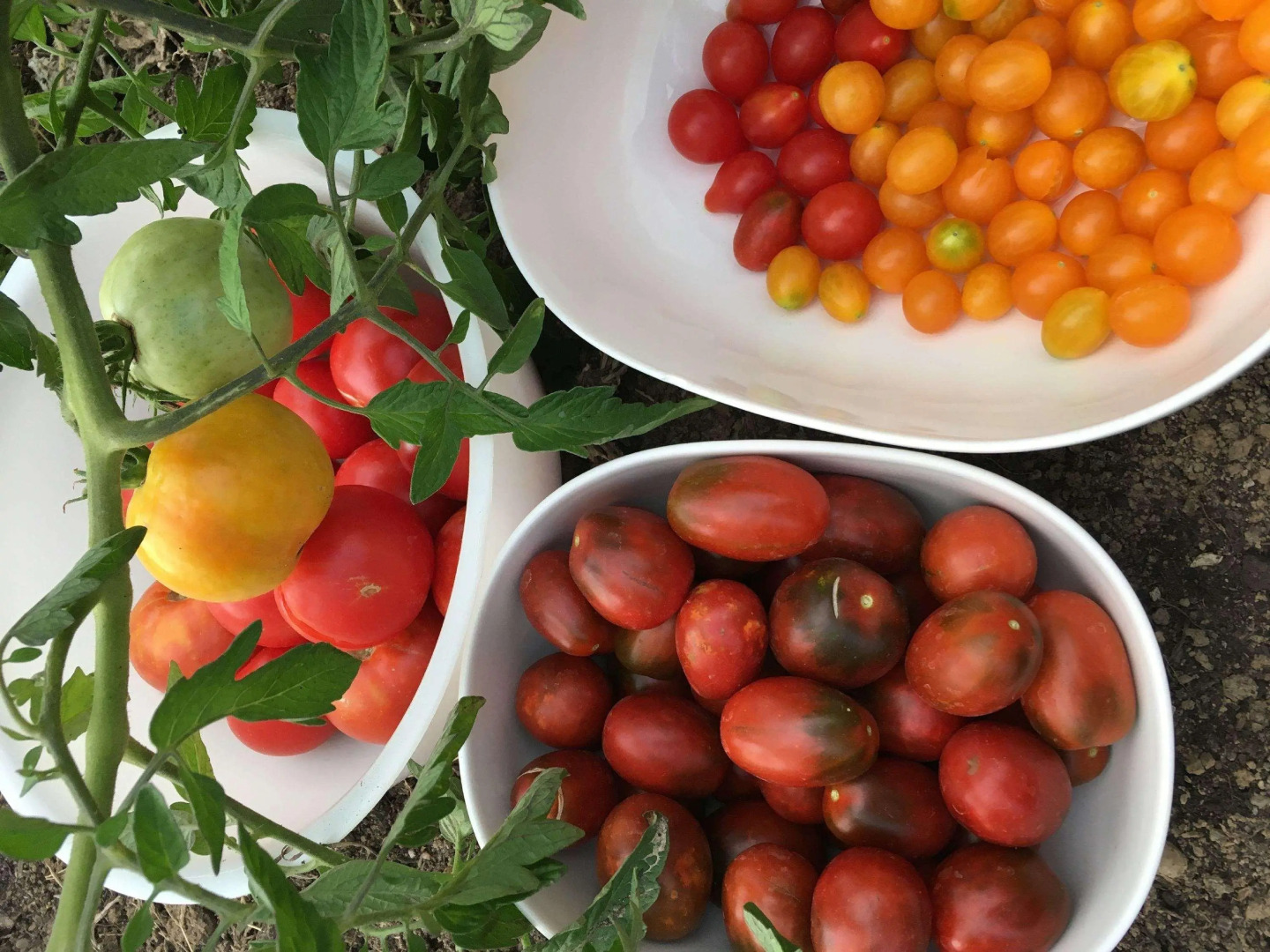 ibis Strasbourg Sud La Vigie