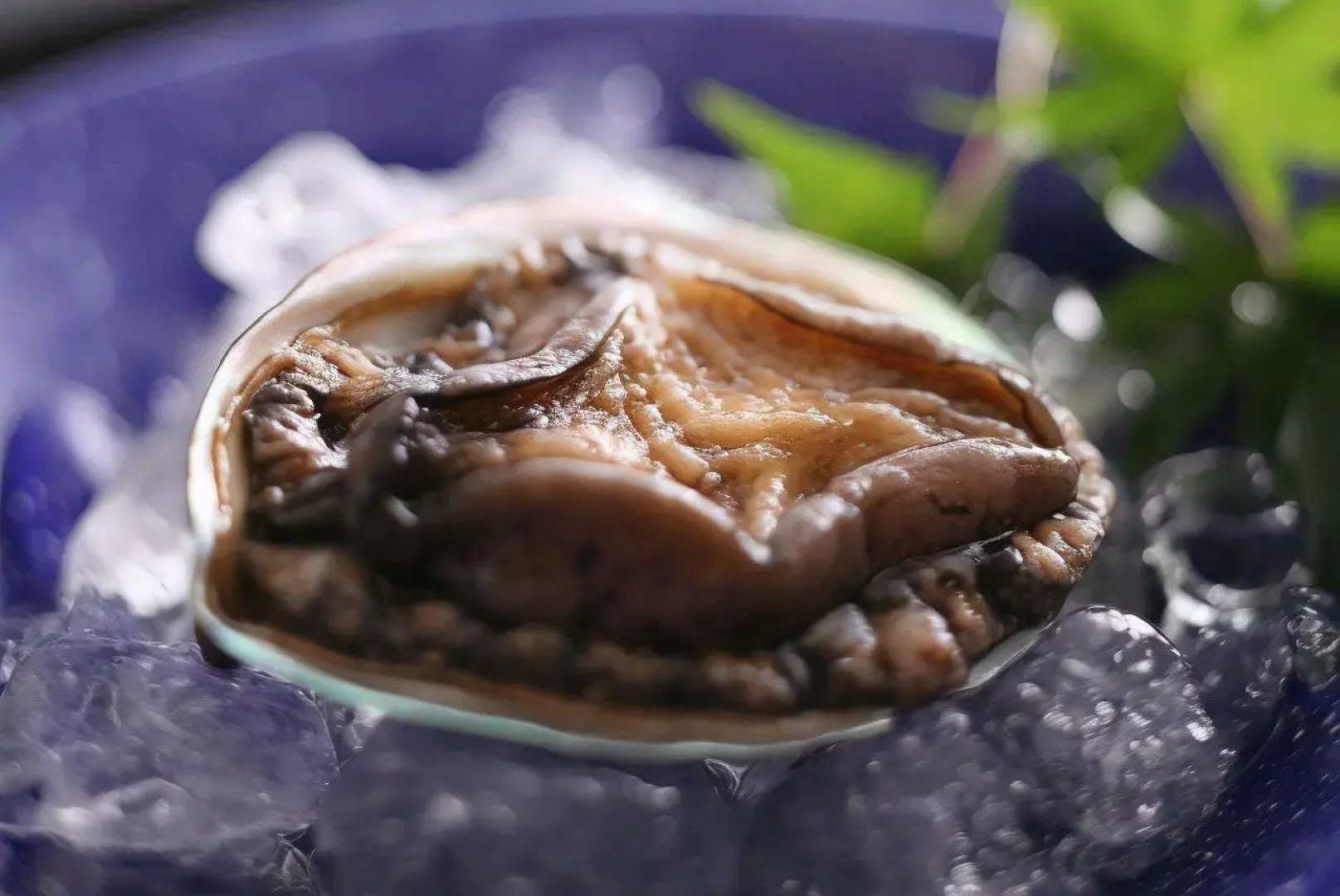 Yuraku Kinosaki Spa & Gardens