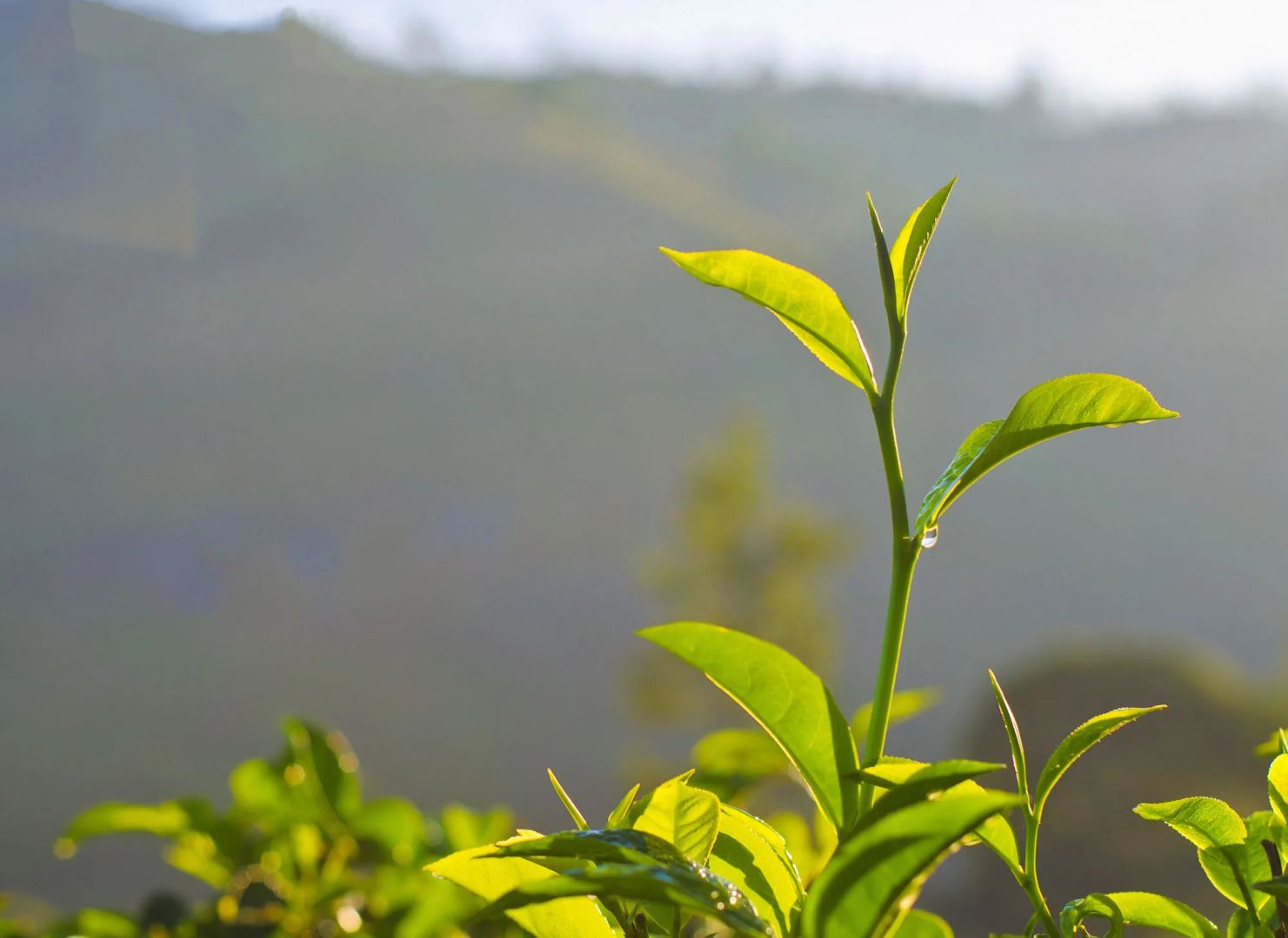 The Greendale Bungalow