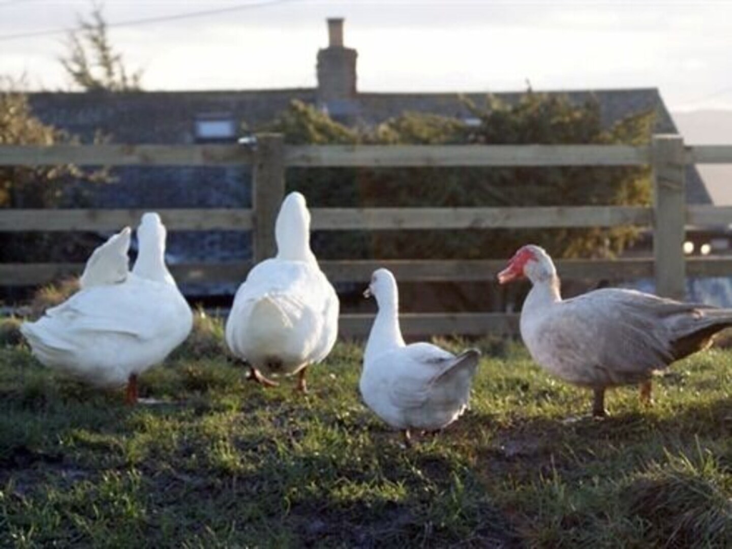 Ald White Craig Farm