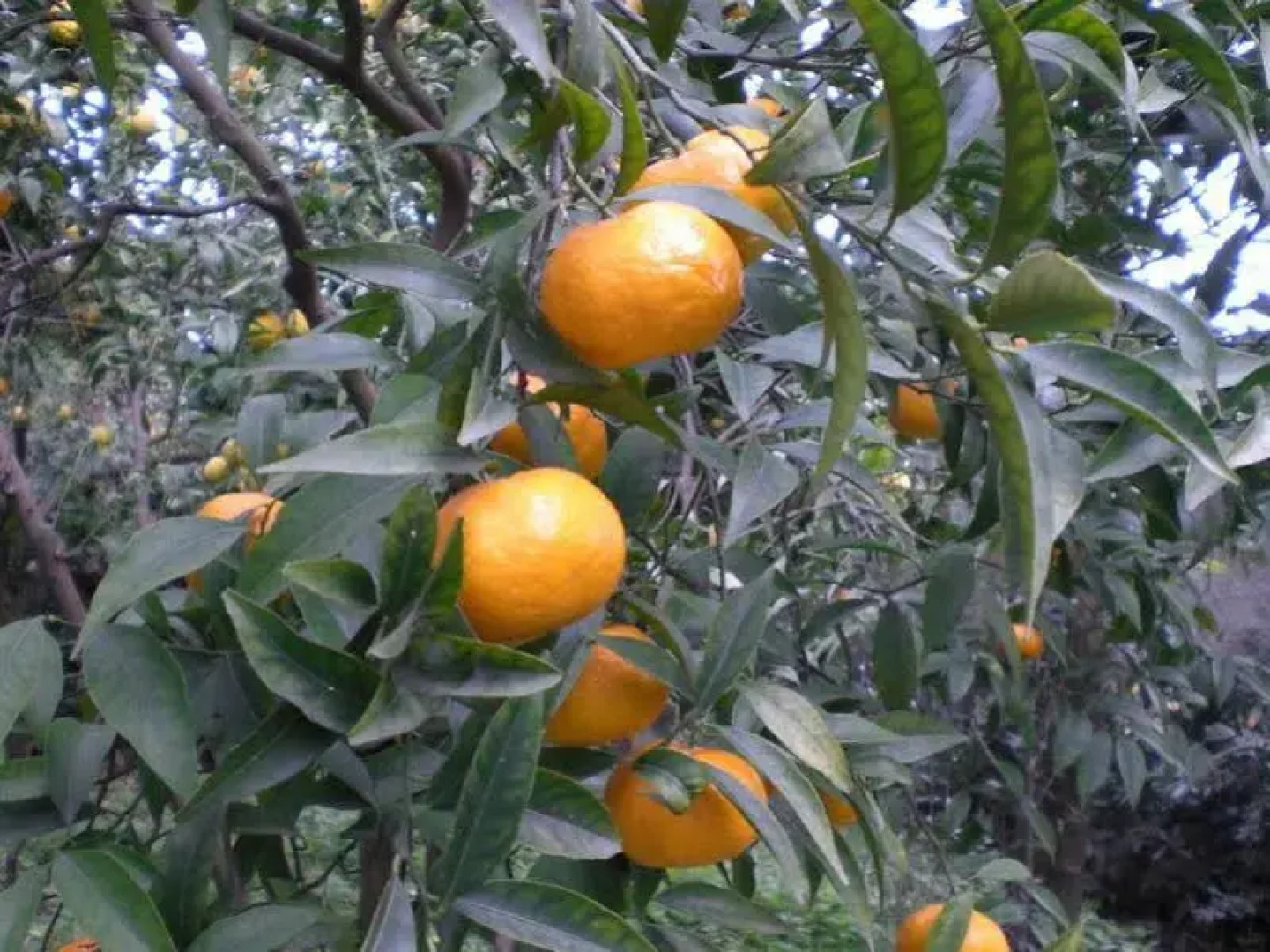 Villa Dei D’Armiento