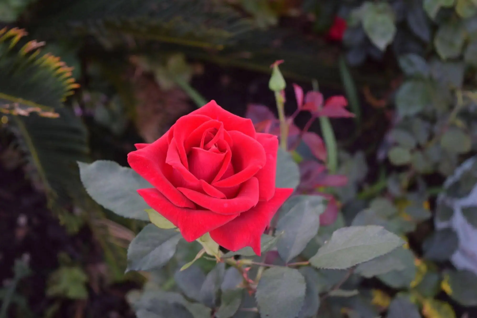 Rose Garden Inn