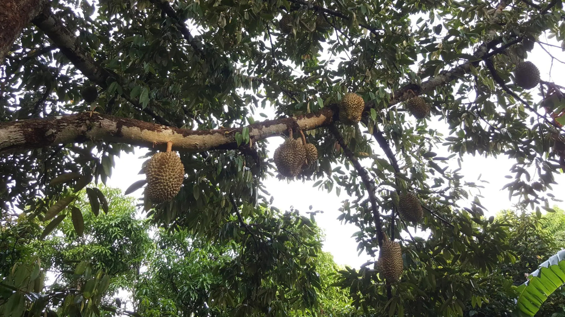 Rabiengdao Garden Homestay