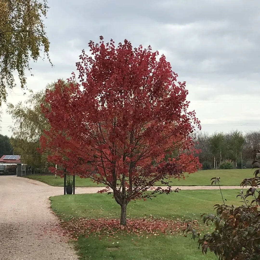 3 Willows Vineyard Cottage