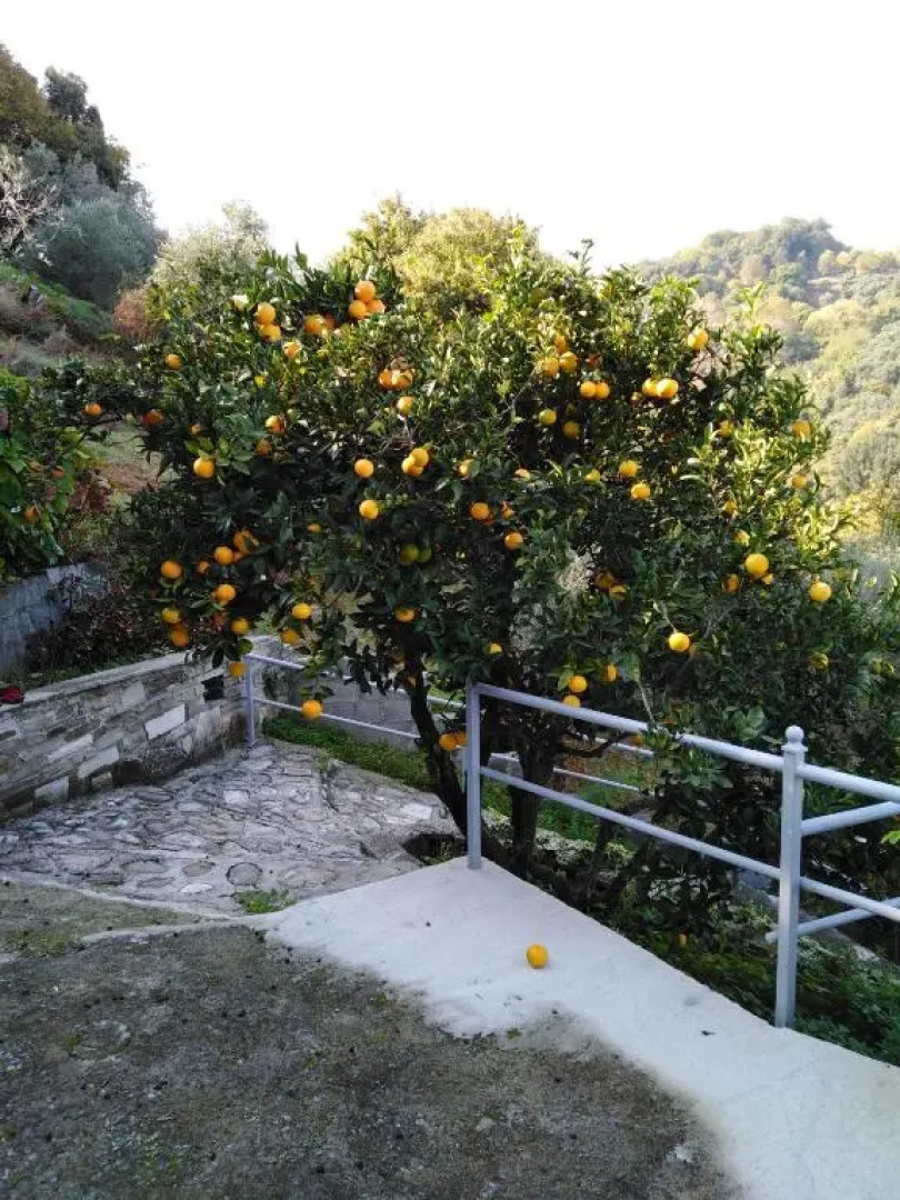 Triantafyllia's House