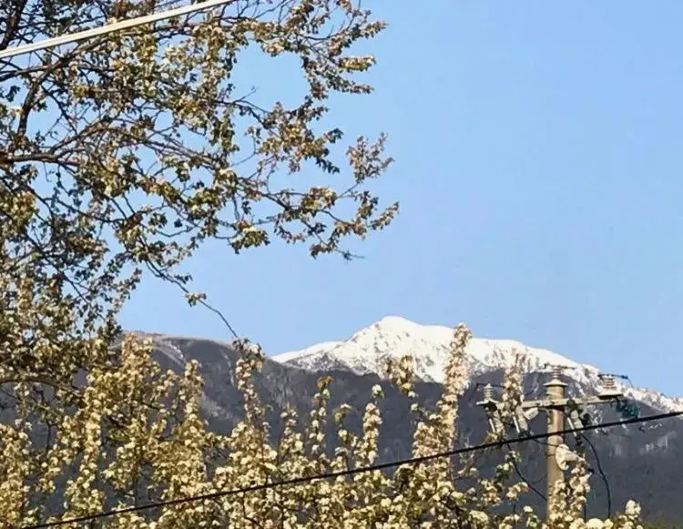 The Ginger Bread House
