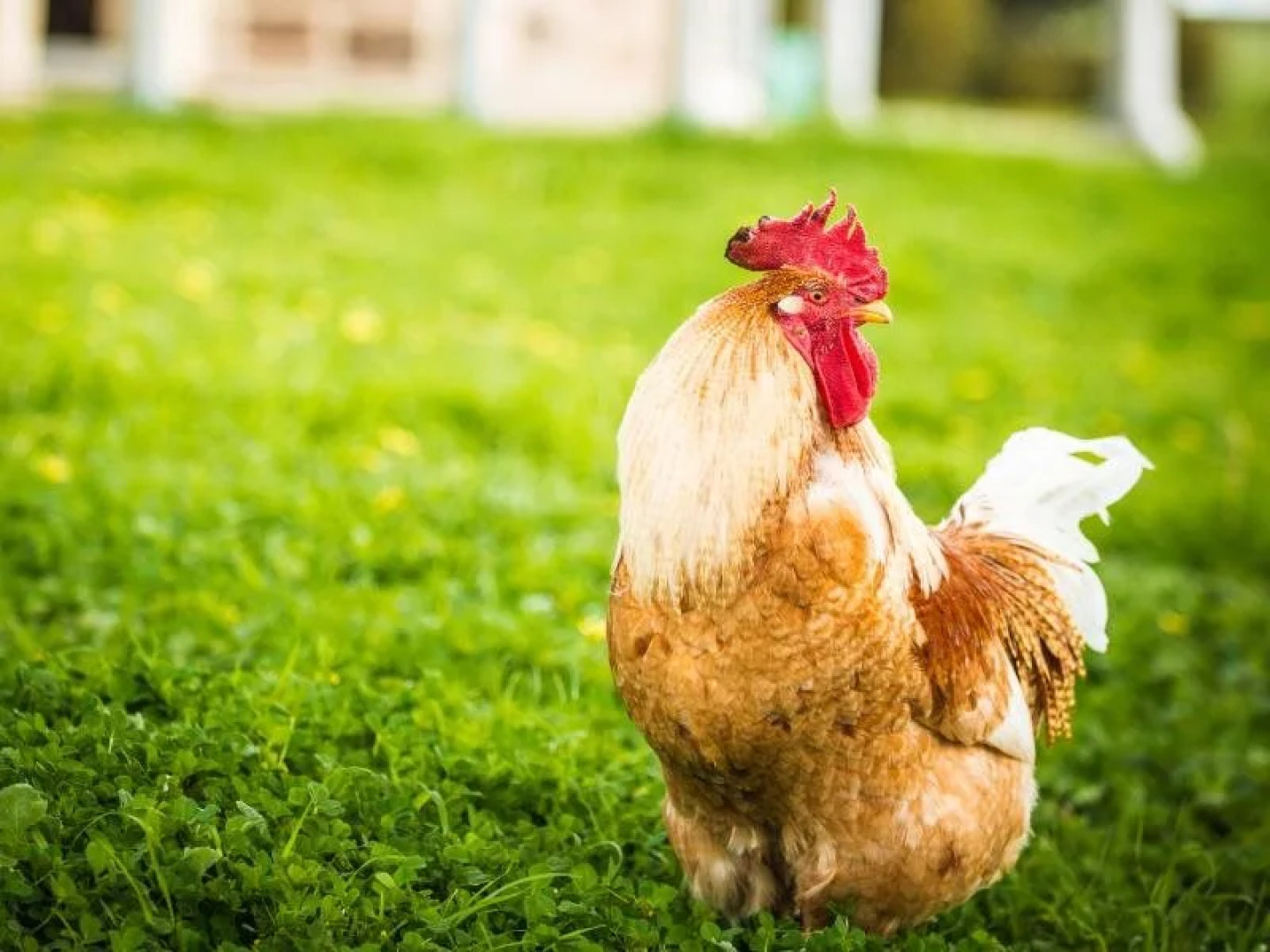 Barossa Vineyard Cottages