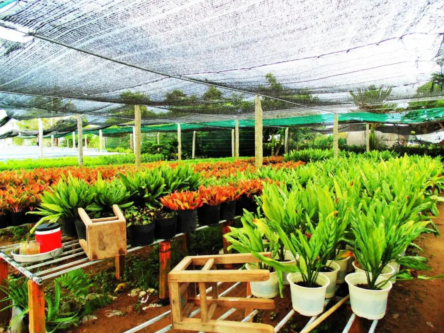 Flower & Frog Homestay