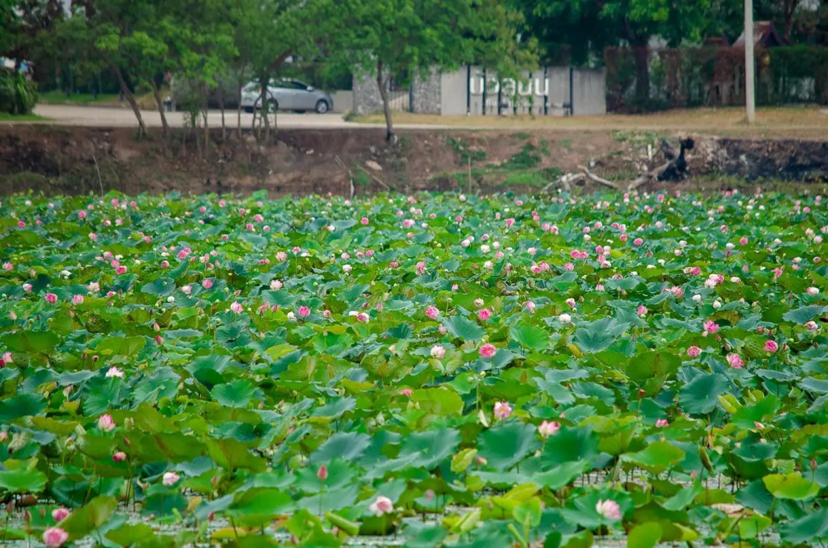 Bualinn Resort Nongkhai