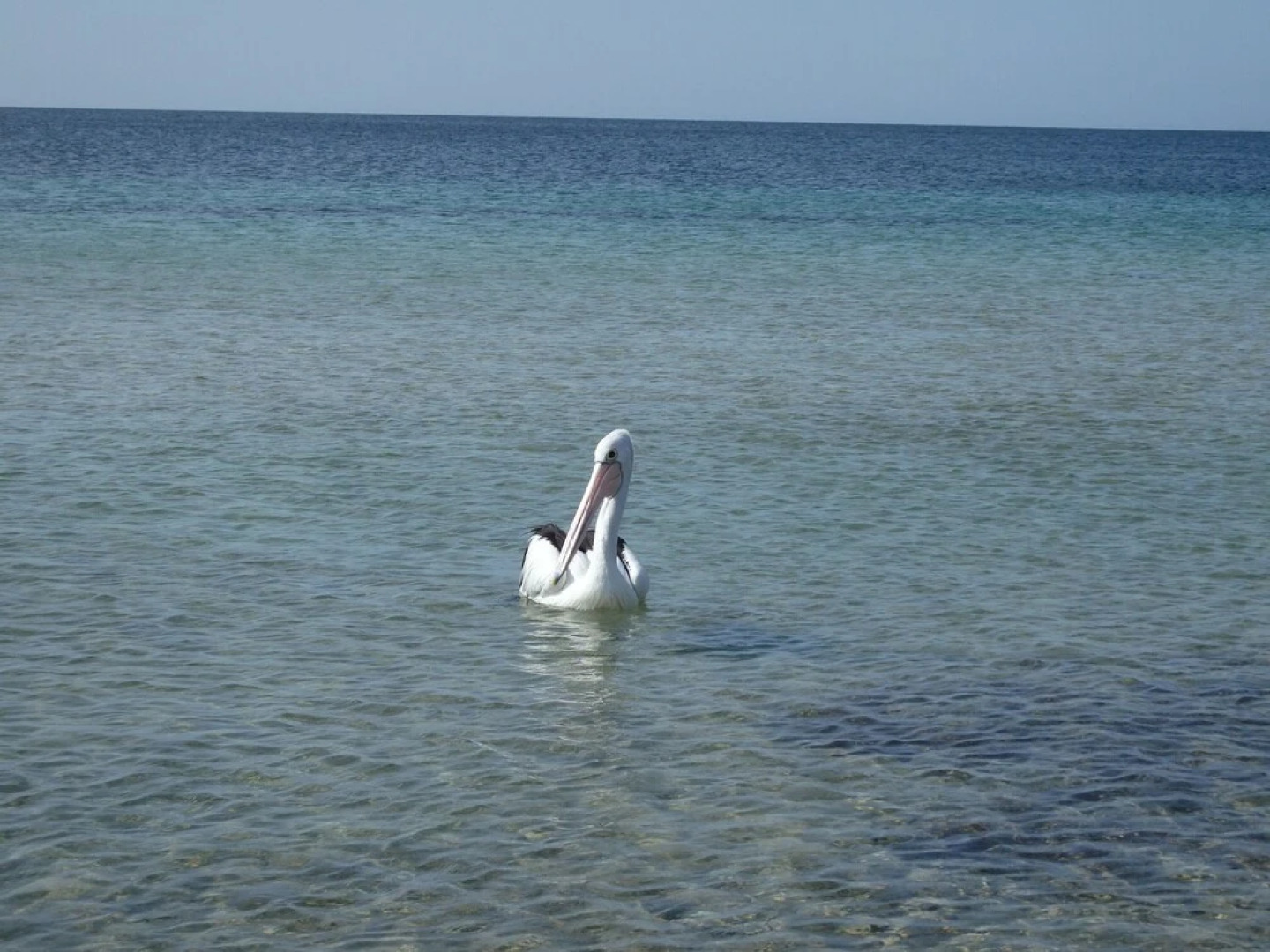 Gilligan's Kangaroo Island