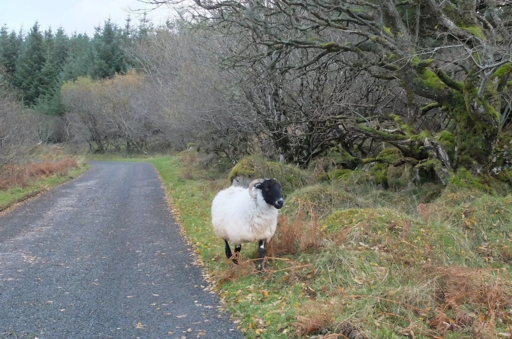 Willow Cottage Donegal B&B