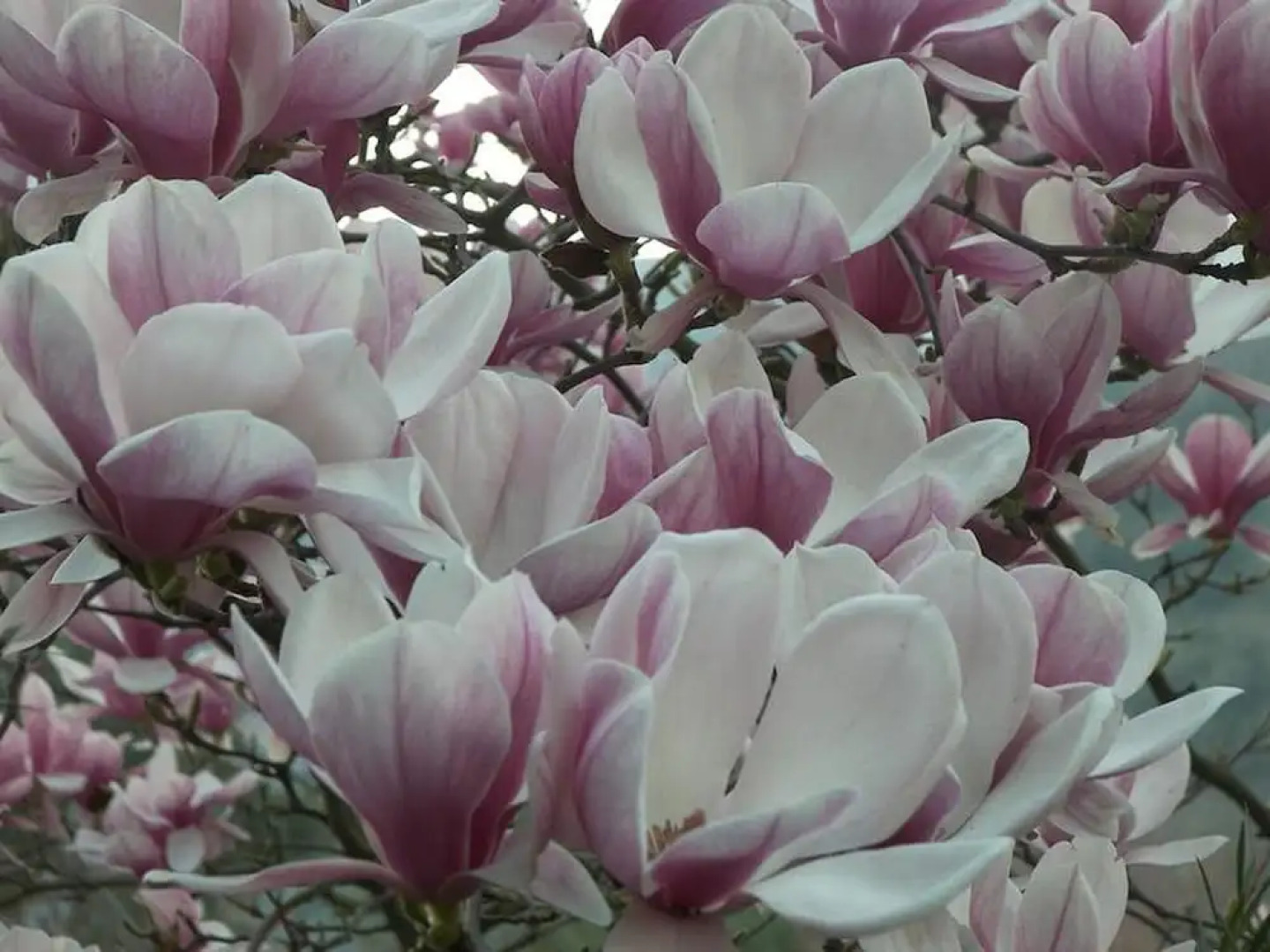 Room x 3 Villa Des Reves in the Green Near Montecassino