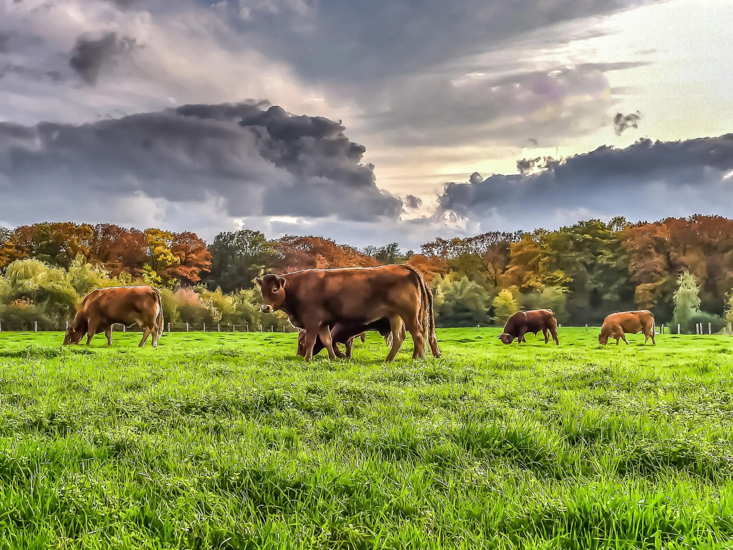 Comfortable chalet with garden, located in a holiday park near nature reserve