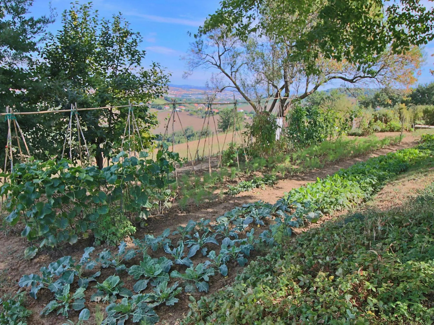 Tranquil Hilltop Cottage