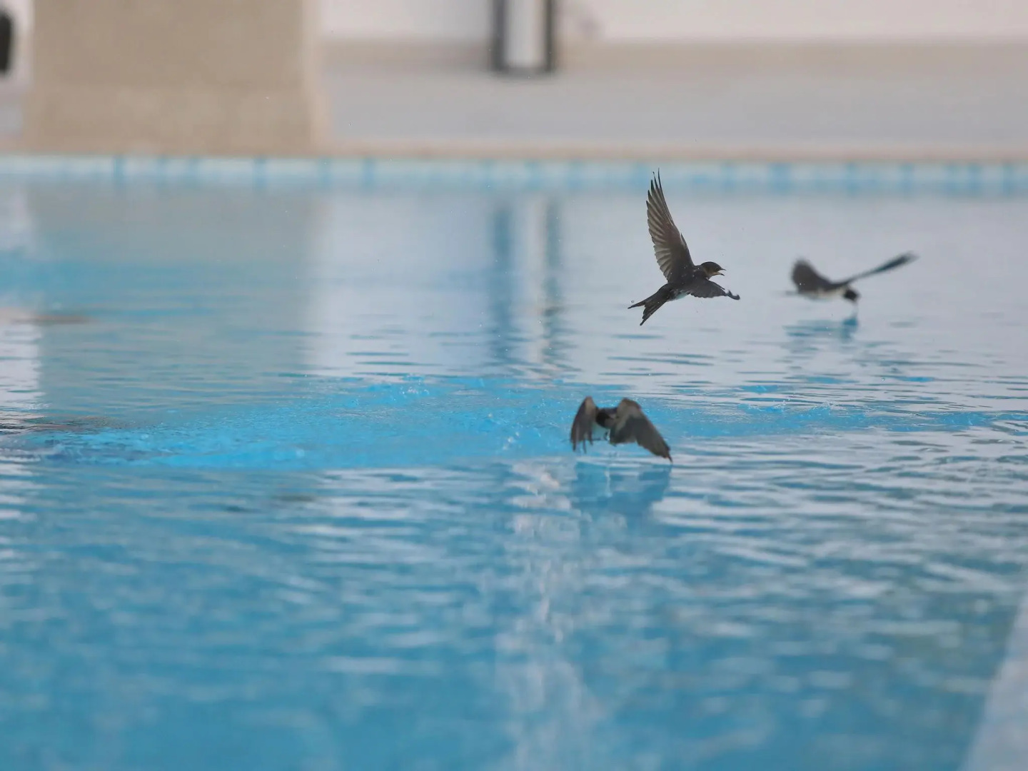 Amazing villa with pool and sea view surrounded by nature