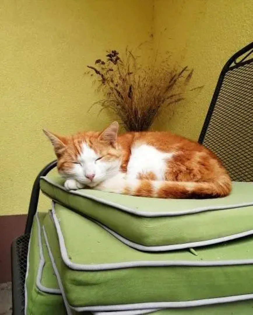 Bauernhof Pension Peterseil