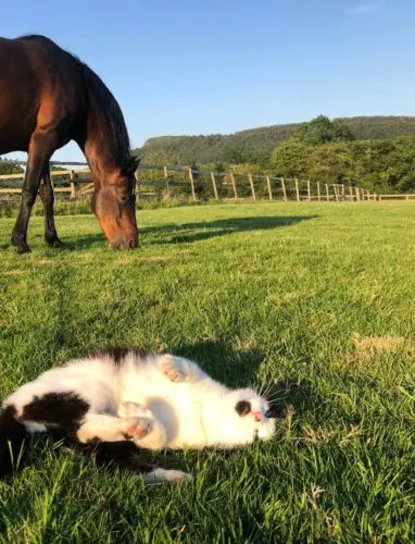 The Saddlery Cheshire