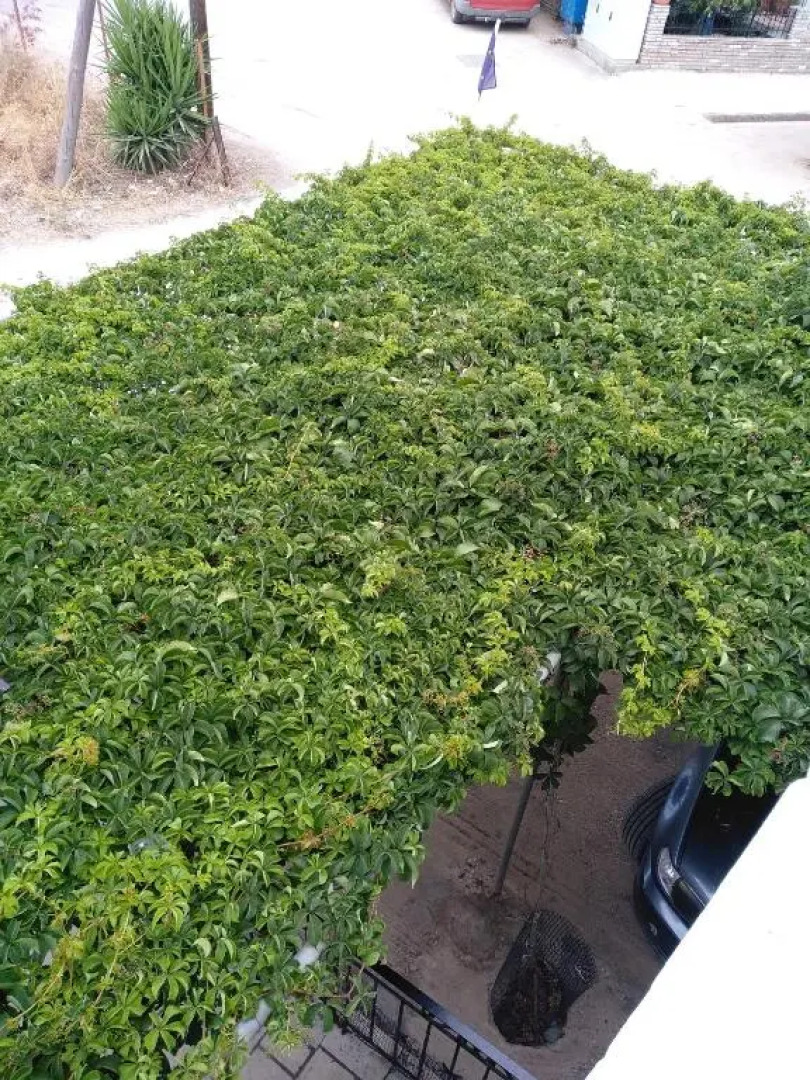 ΠΕΝΝΥ ΚΑΝΤΙΑ 1ος Ν 2