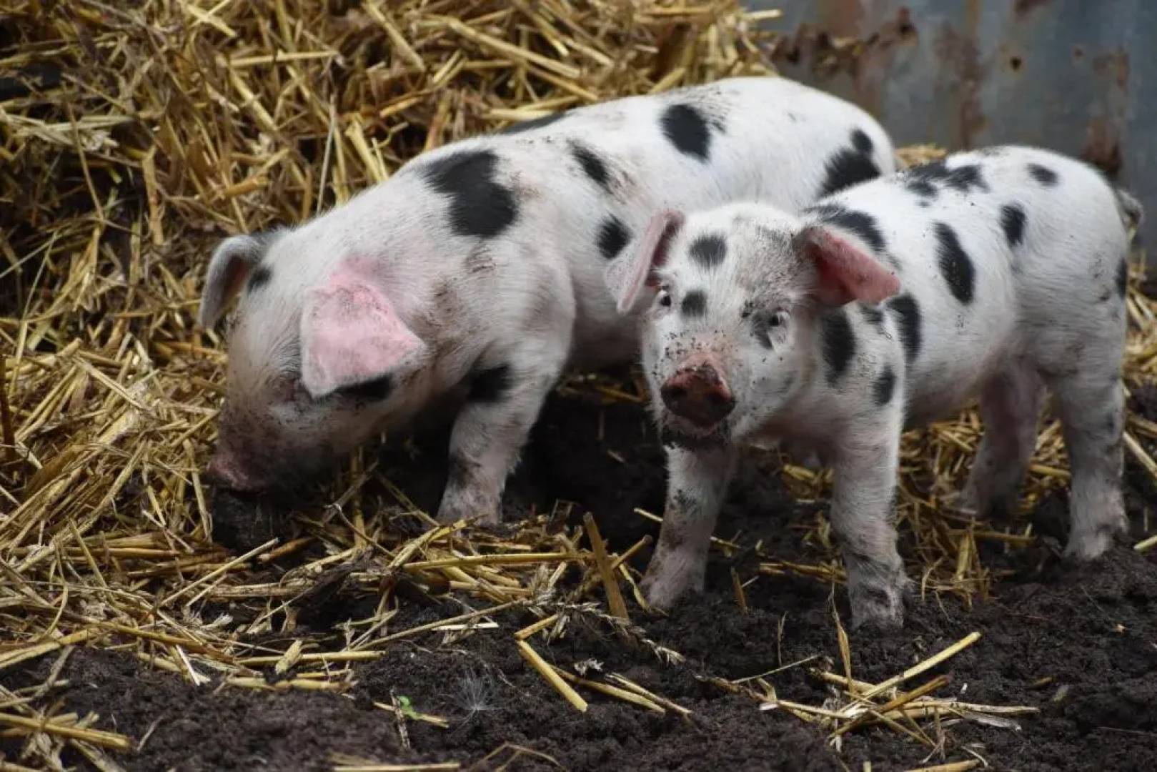 Mongolian Yurts Fordhall Organic Farm