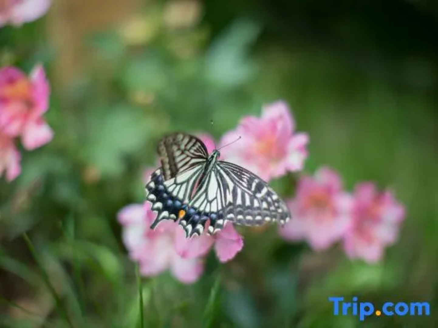 Tinghuatang Seaview Garden Inn