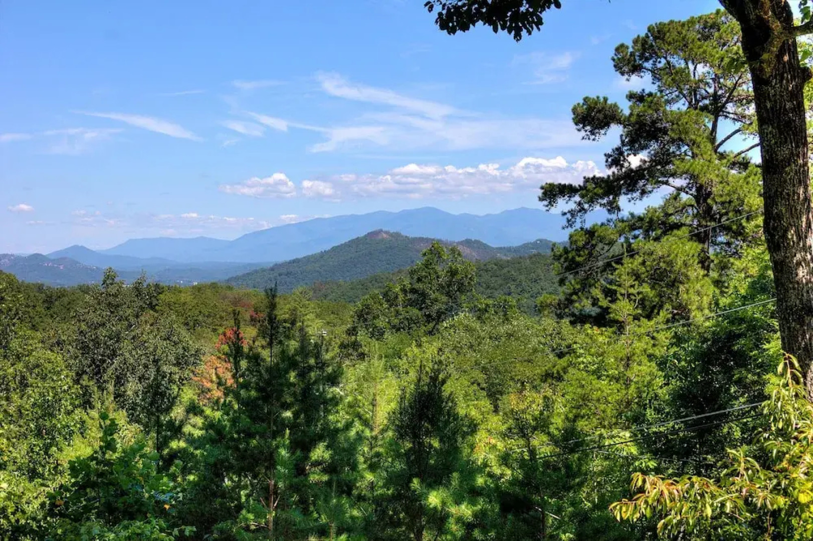 Apple Bear View #116