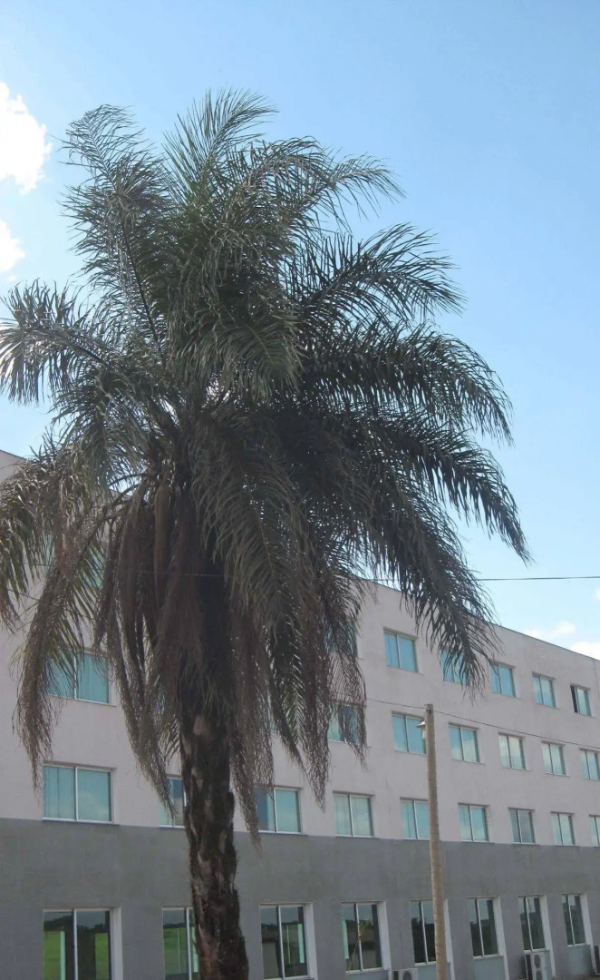 Hotel Mirante São Brás