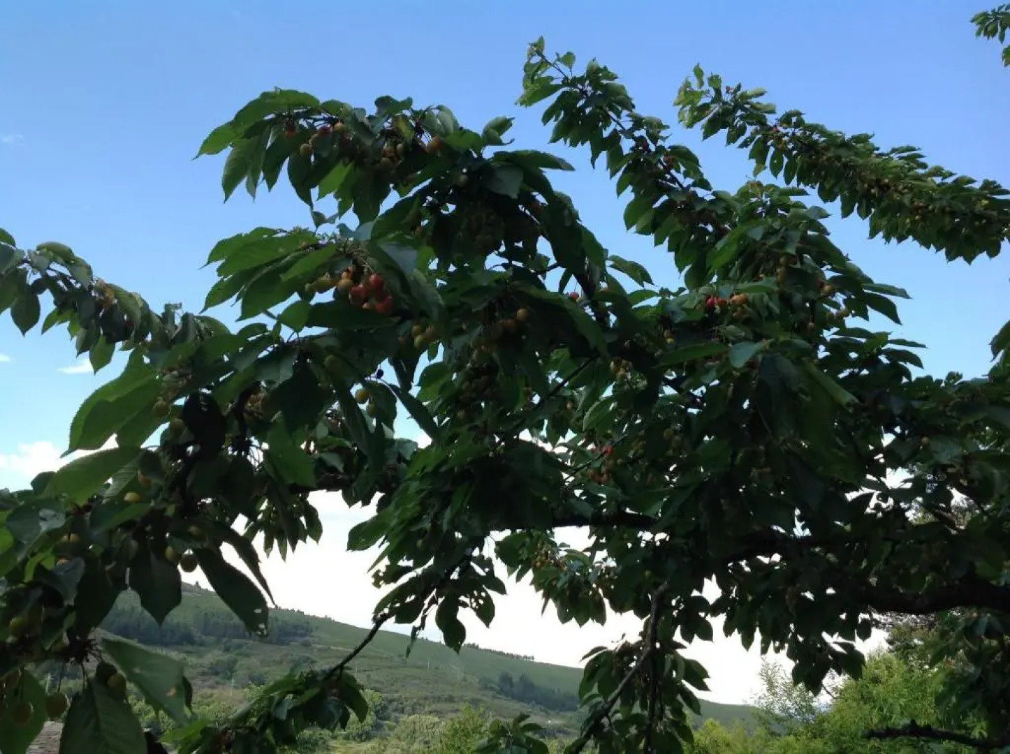 El Mirador de los Trobos