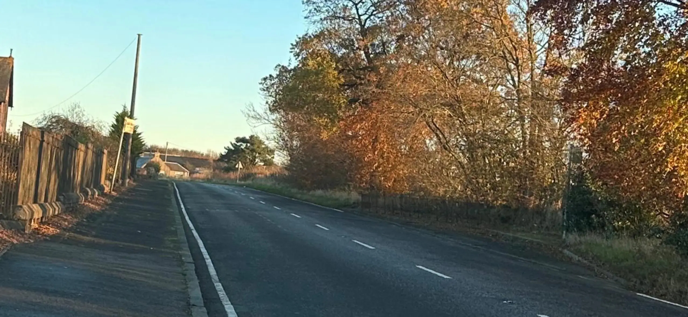 The Little Beech Tree
