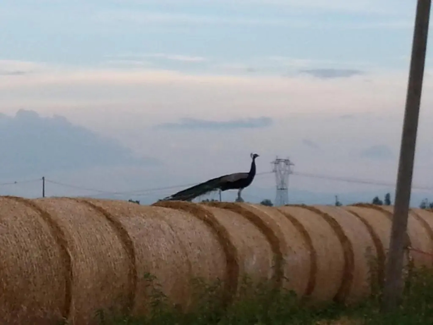 Agriturismo La Fattoria Del Boschetto