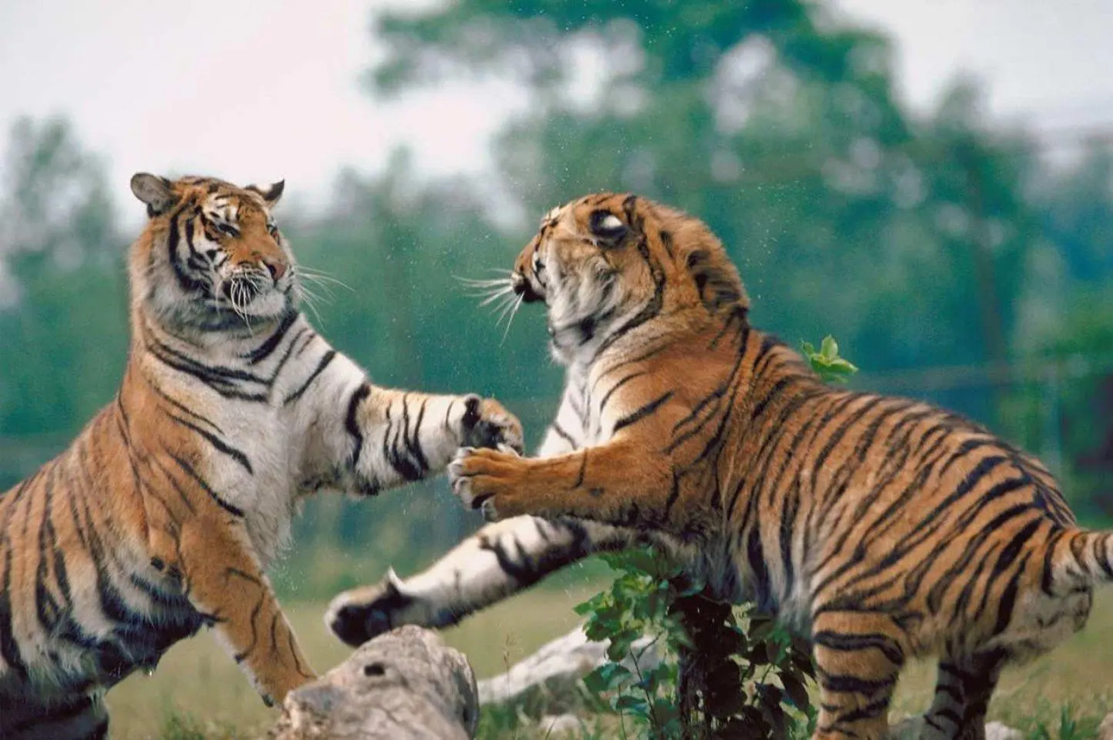 Hampton Inn Naples Central