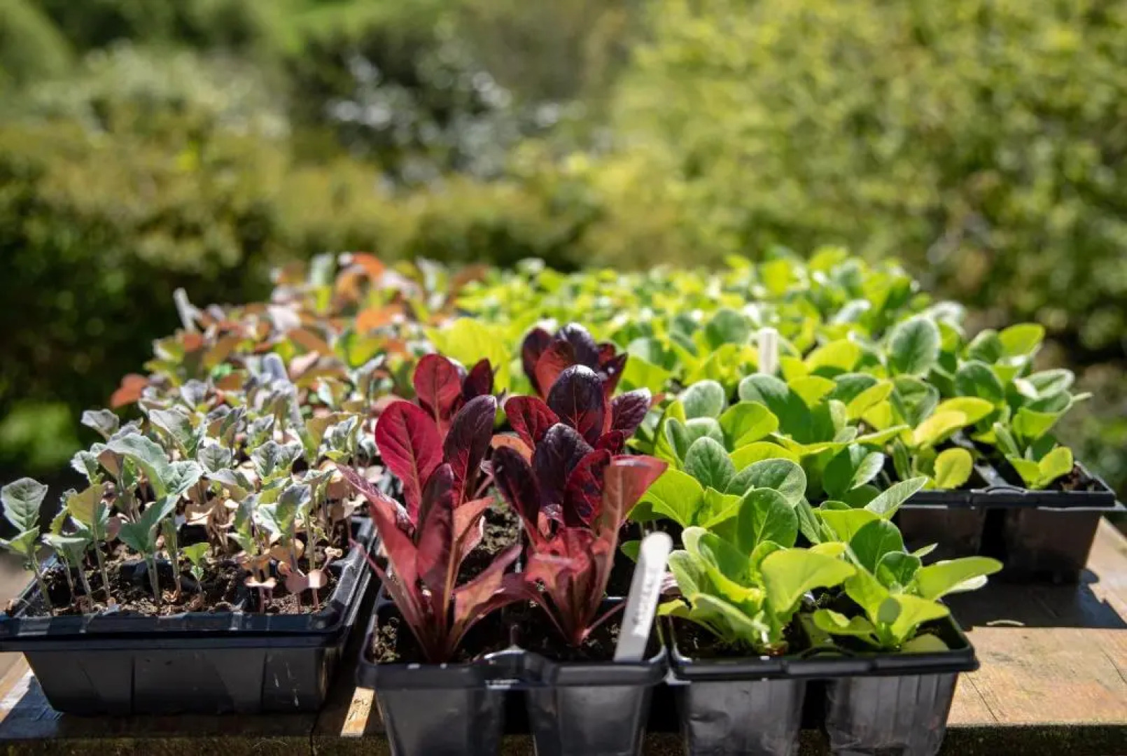 Brentor Self-catering