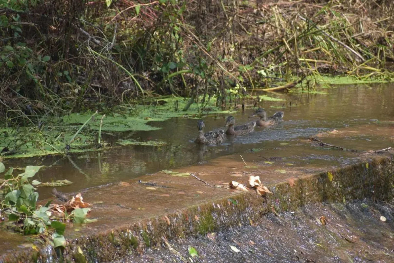Hotel Molí de la Torre