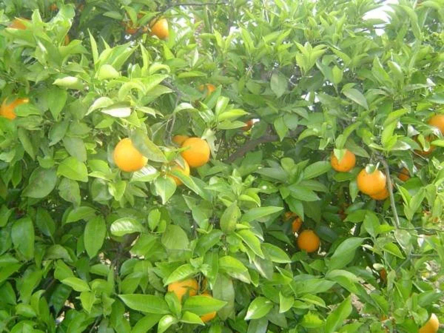 Quinta dos Oliveiras