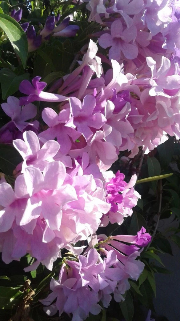 The Tomlinson's House