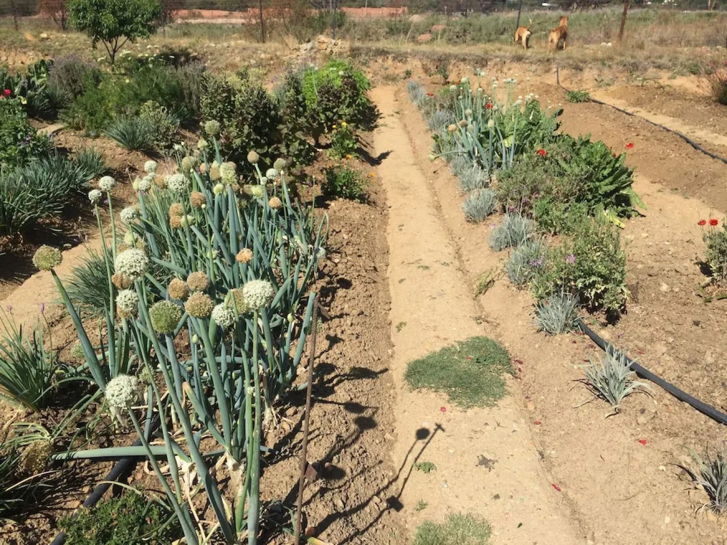 PIck n Pay  Resort Nkhotakota