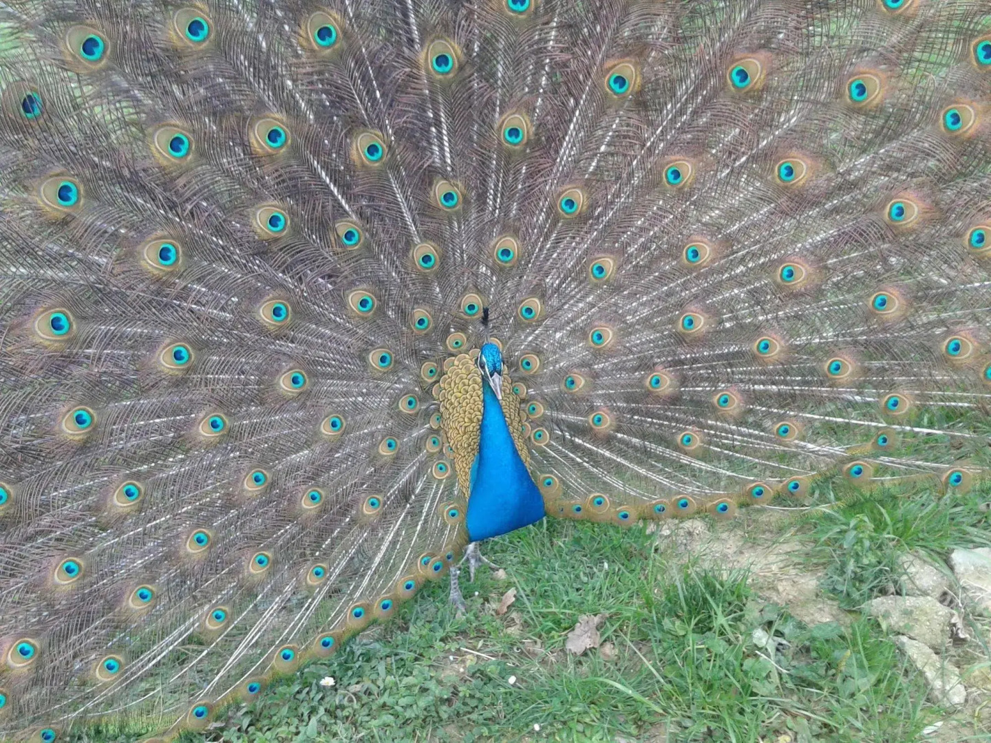 Garden Village San Marino