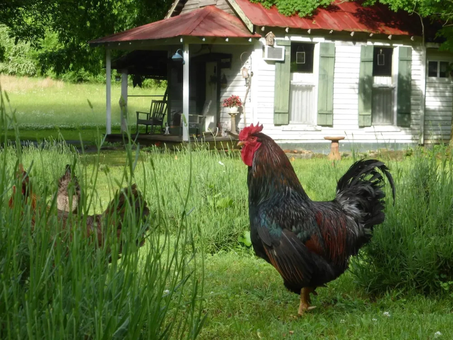 Mulberry Lavender Farm and B&B