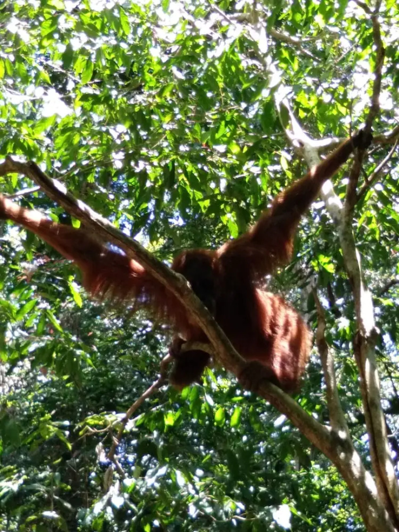 Mountain View Cottages & Villa Tangkahan