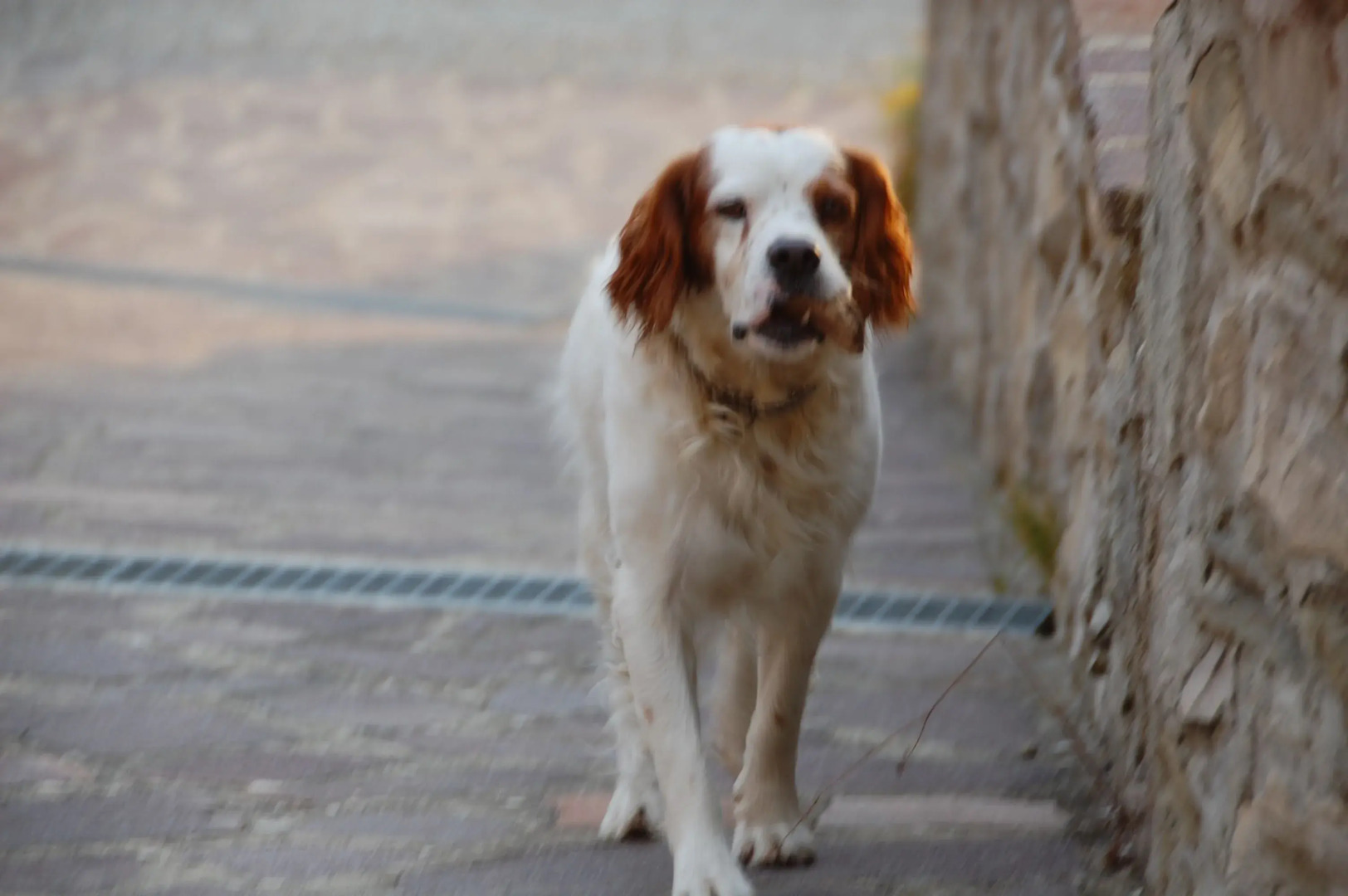 Agriturismo Casa Passerini a Firenze