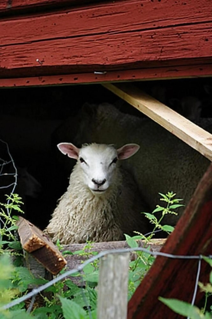 Smultronboda Fårgård