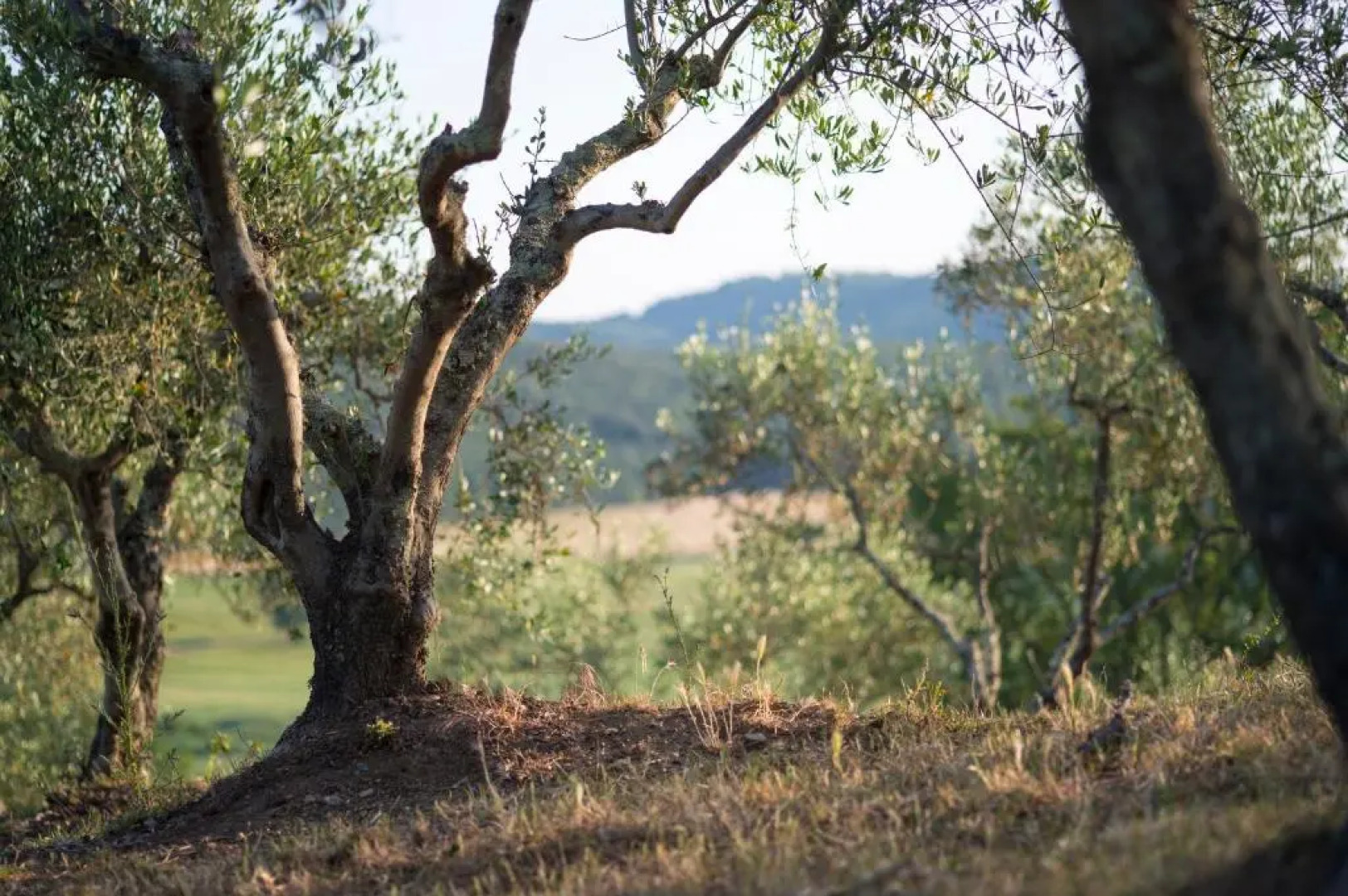 Agriturismo Poggio Corbello
