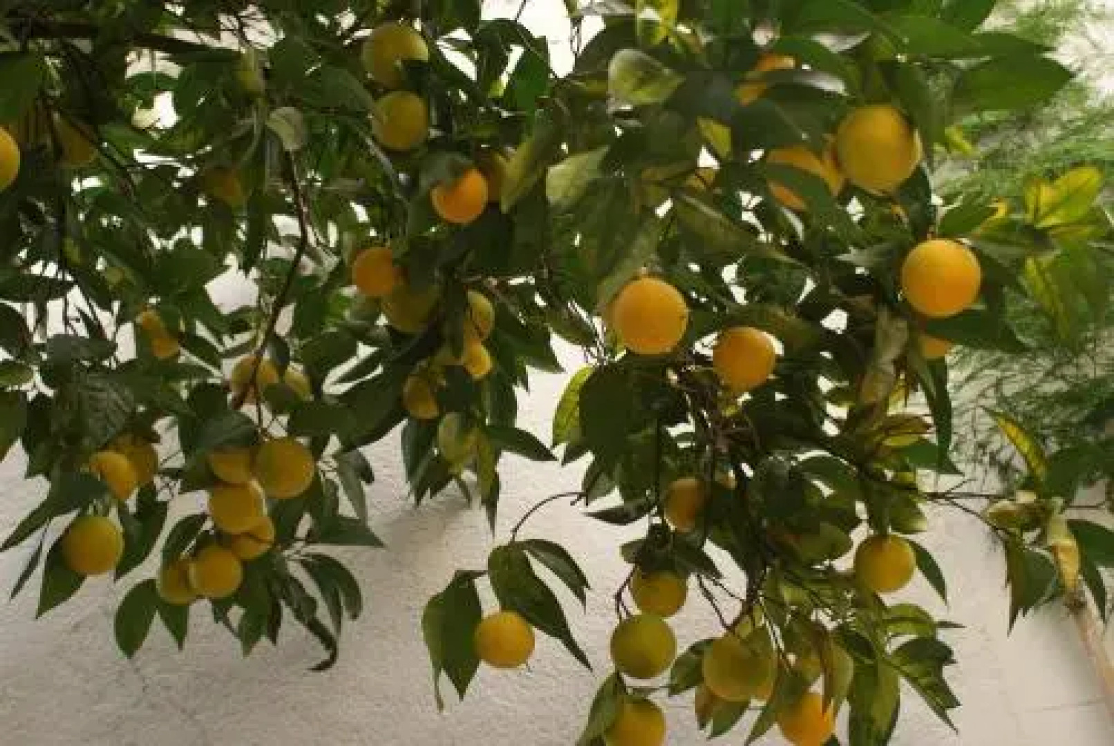 Pátio da Laranjeira