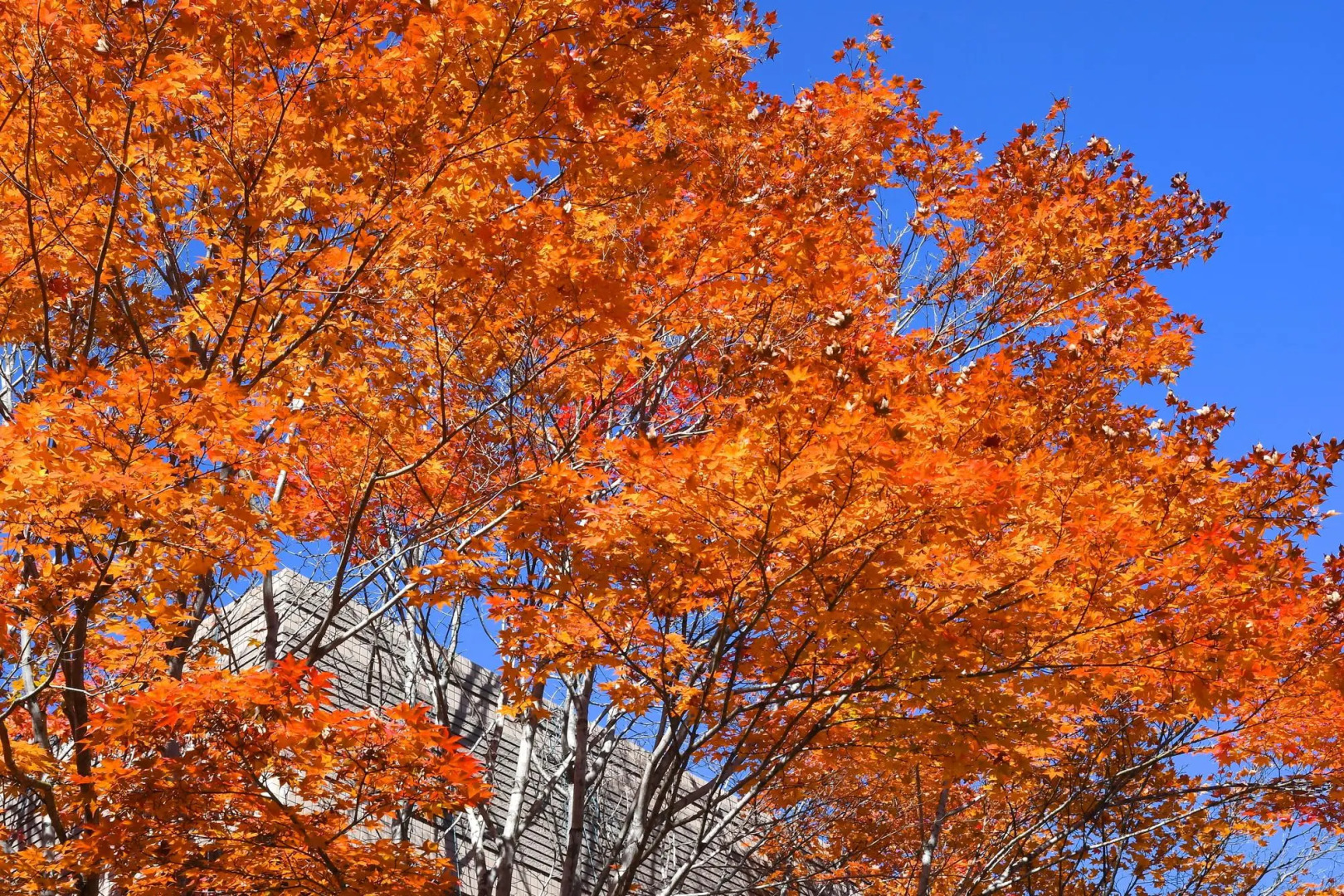 Karuizawa Club Hotel Karuizawa 1130 / Hewitt Resort