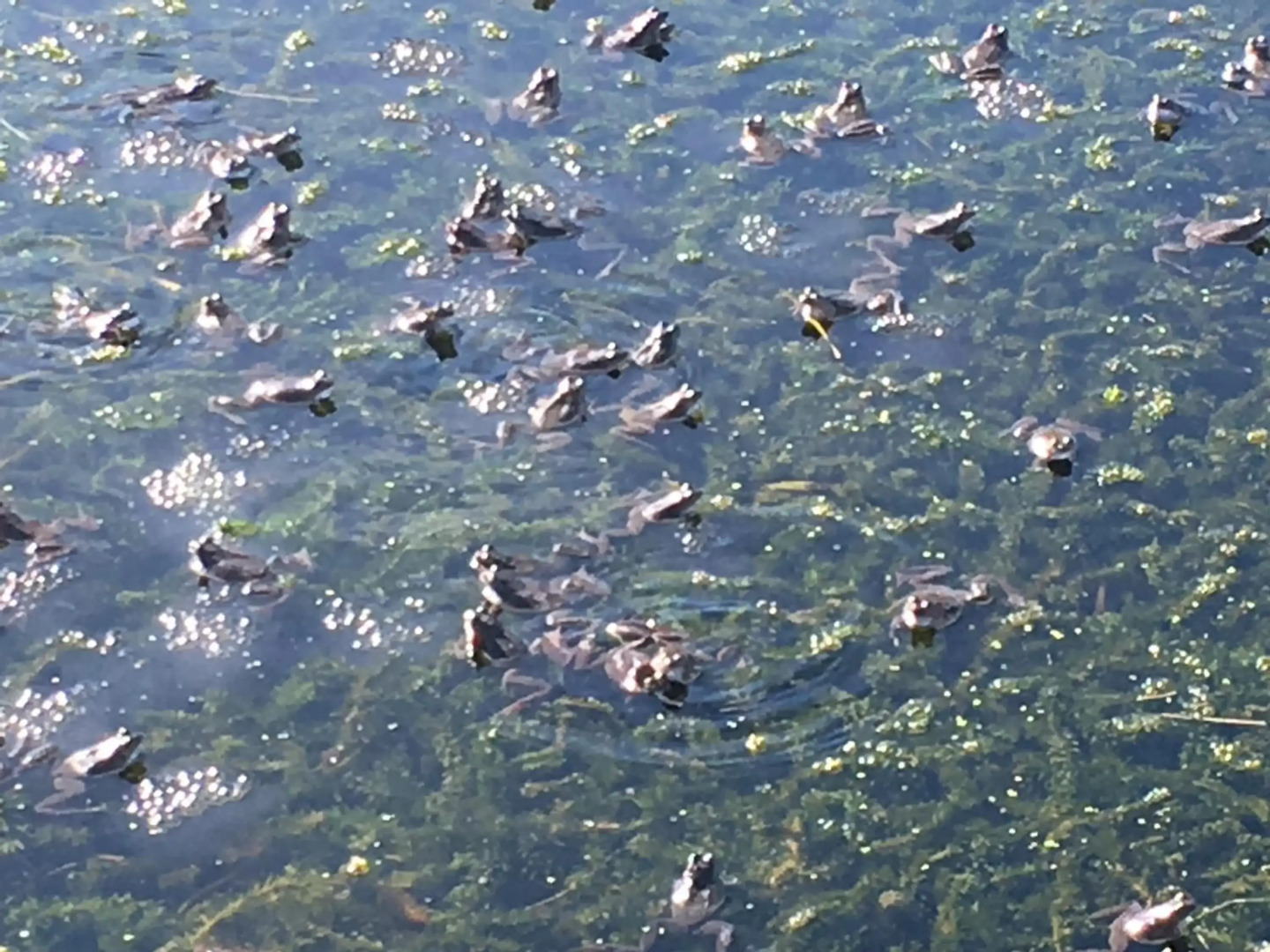 Cedar Boathouse Overlookng Baltimore, West Cork & Islands