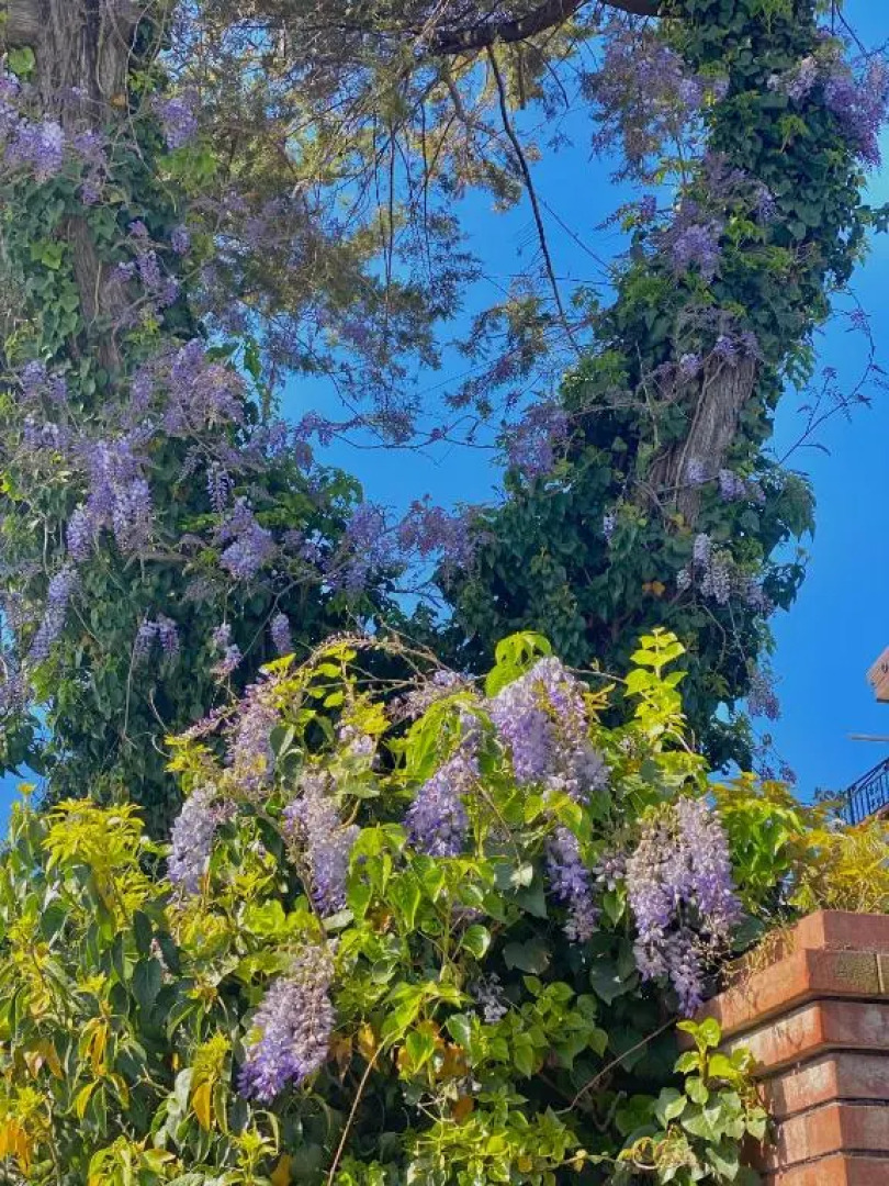 Appartamento "Il Glicine"