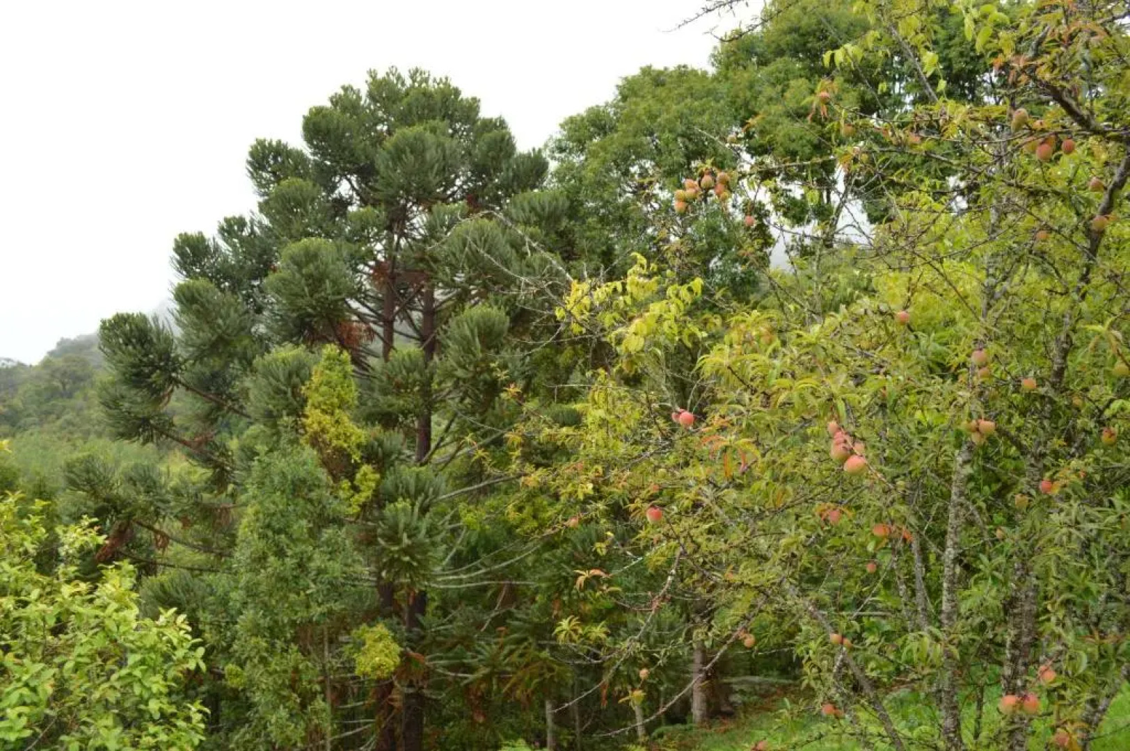 Chalés Serrinha do Papagaio