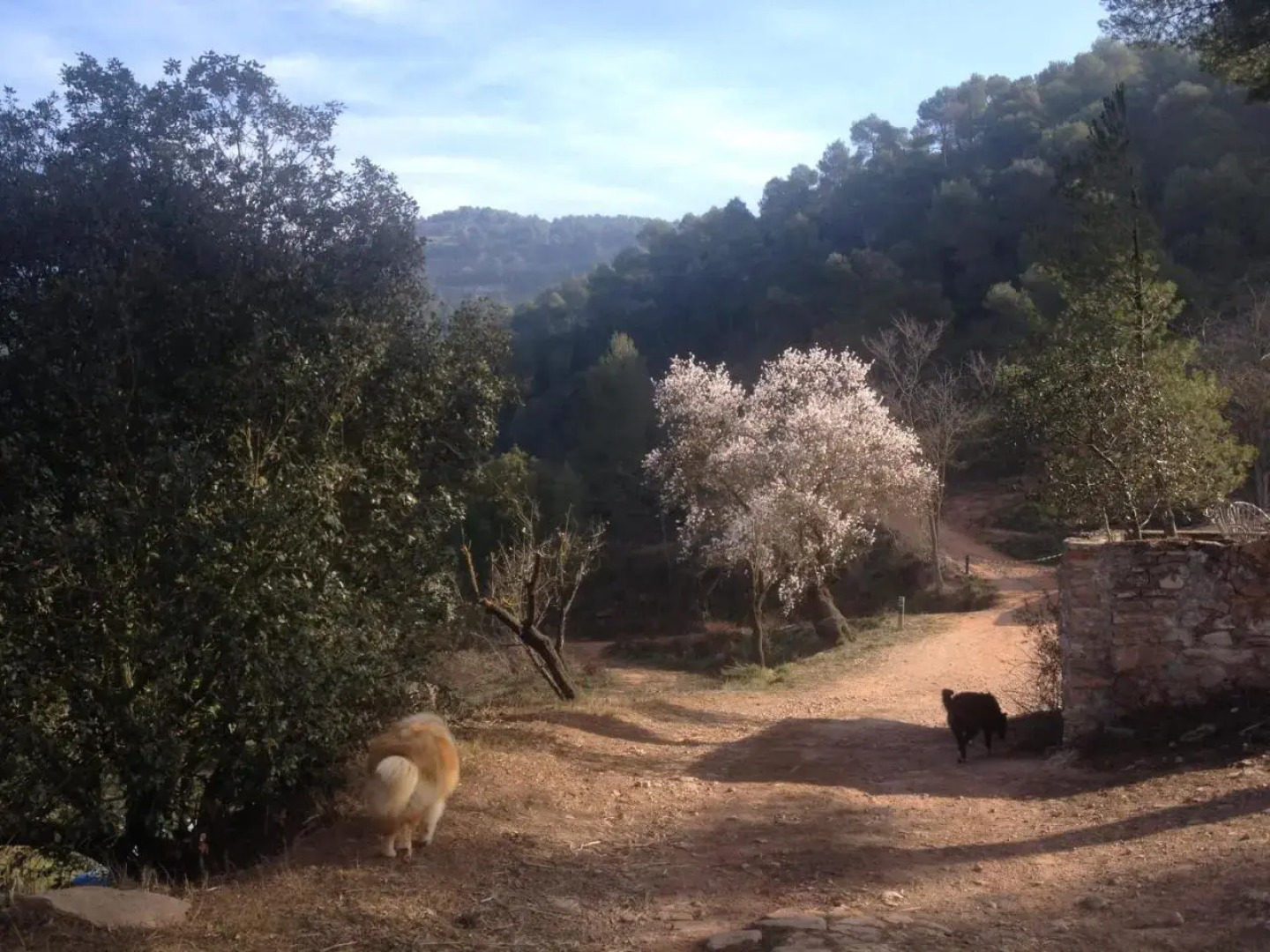 Masia CasaJoana Rural